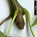 SpeciesSub: var. australis SpeciesSub: var. australis